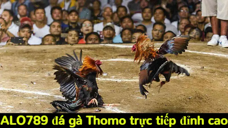 Trải nghiệm Alo789 đá gà Thomo trực tiếp siêu kịch tính 2 Alo789 đá gà Thomo trực tiếp đỉnh cao