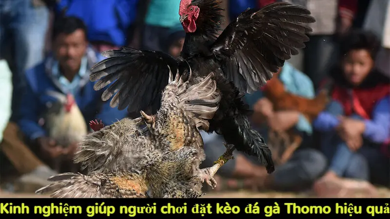 Trải nghiệm Alo789 đá gà Thomo trực tiếp siêu kịch tính 6 Kinh nghiệm giúp người chơi đặt kèo đá gà Thomo hiệu quả