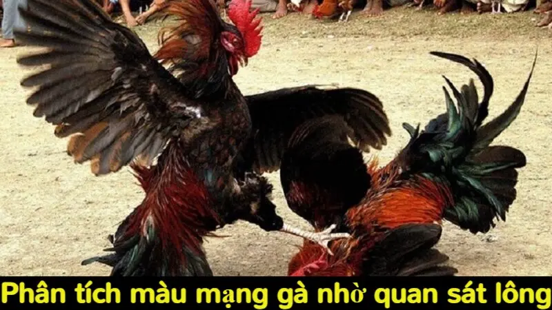 Màu mạng gà đá và những thông tin kê thủ nên biết 2024 3 Phân tích màu mạng gà nhờ quan sát lông