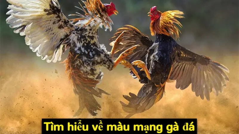 Màu mạng gà đá và những thông tin kê thủ nên biết 2024 2 Tìm hiểu về màu mạng gà đá