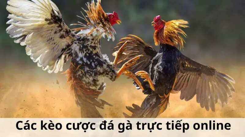 Đá gà trực tiếp online - Đặt cược giải trí tại nhà cái Alo789 3 Chơi đá gà trực tiếp online với 4 cửa cược cơ bản