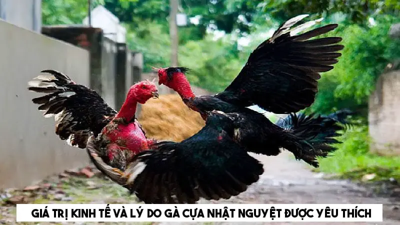 Gà cựa nhật nguyệt - Đặc điểm, cách chọn và giá trị của gà 5 Giá trị kinh tế và lý do gà nhật nguyệt được ưa chuộng