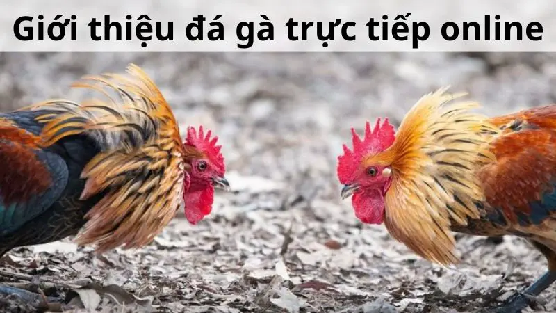 Đá gà trực tiếp online - Đặt cược giải trí tại nhà cái Alo789 2 Giới thiệu đá gà trực tiếp online tại Alo789