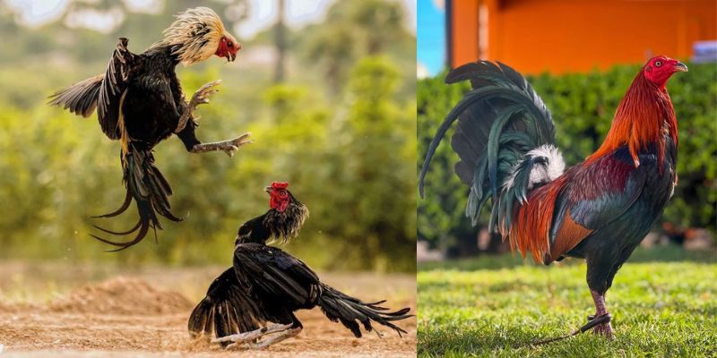 3 yếu tố cần lưu ý khi tập thể lực gà đá