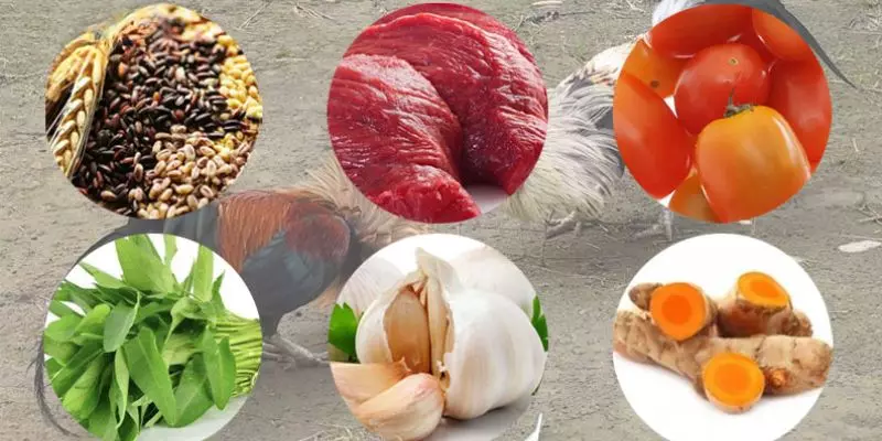Cách Nuôi Gà Đá Chân Mạnh Đúng Kỹ Thuật & Hiệu Quả 100% 3 Hướng dẫn cách nuôi gà đá chân mạnh đúng kỹ thuật